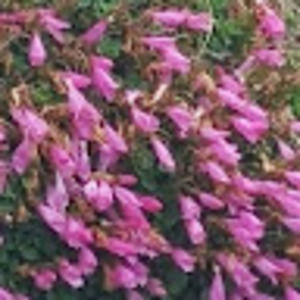 Meet your Posher, Myung